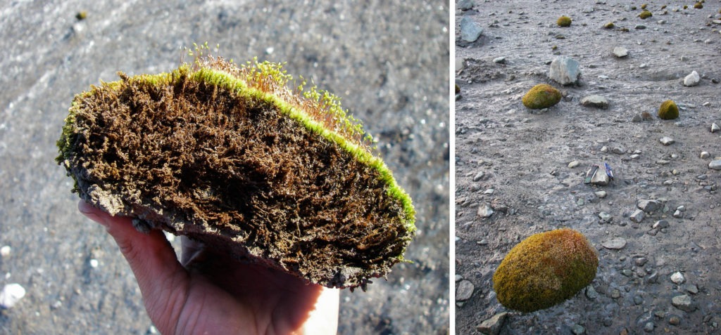 Glacier mice can be composed of different moss species. CREDIT: Timothy Bartholomaus