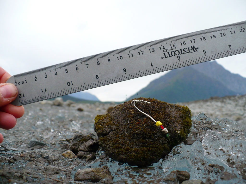 The research team tagged each moss ball with an identifying color sequence of beads to track them over months and years. CREDIT: Sophie Gilbert