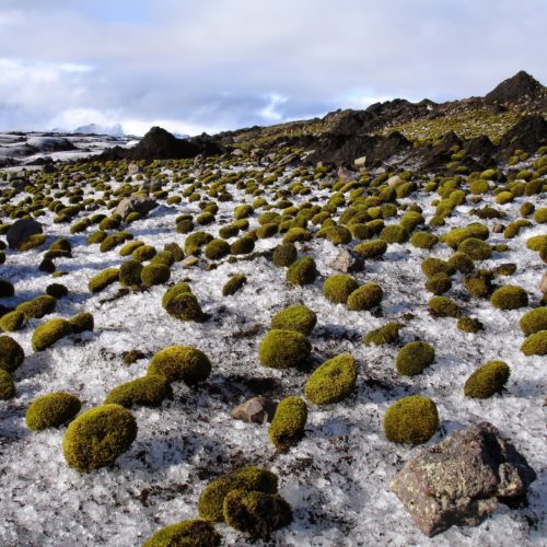 Glacier mice in Iceland. CREDIT: Ruth Mottram