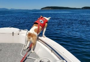 Eba, the whale dog, at work in Haro Strait on May 8.