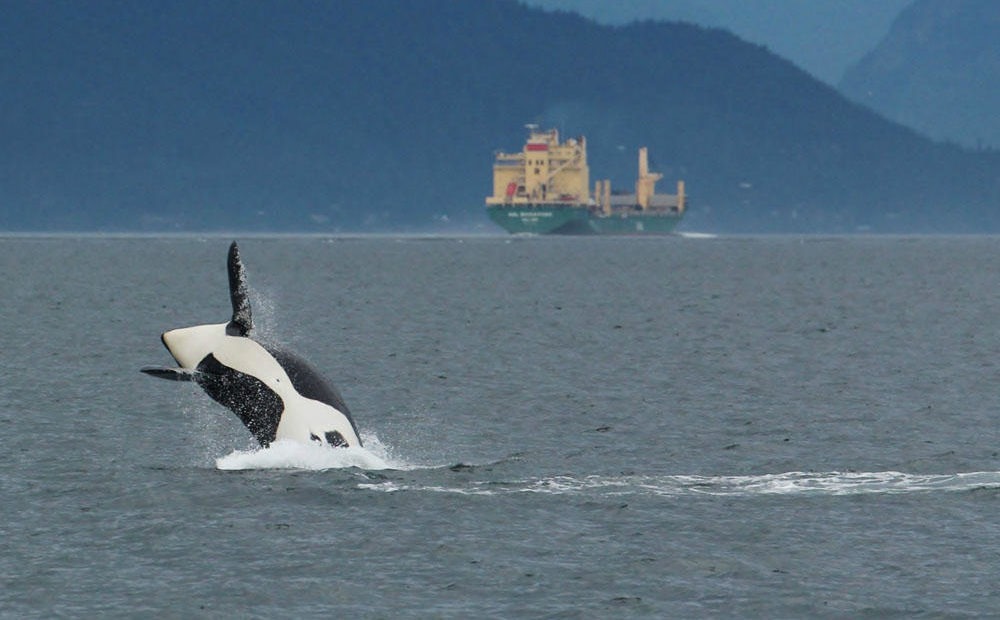 Underwater noise impacts on endangered orcas were already under study before the coronavirus pandemic opened the door for a natural experiment.