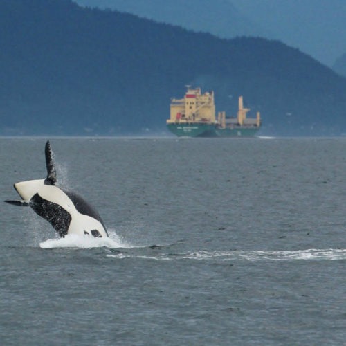 Underwater noise impacts on endangered orcas were already under study before the coronavirus pandemic opened the door for a natural experiment.