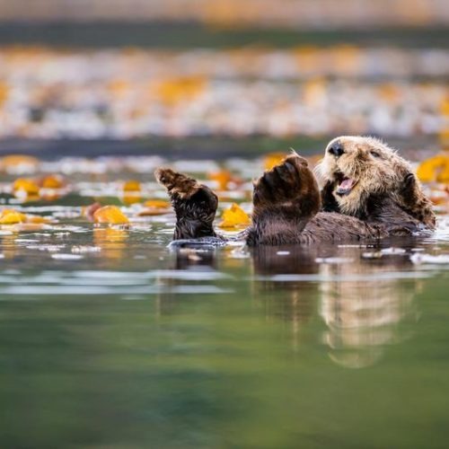 A sea otter in the waters off Vancouver Island