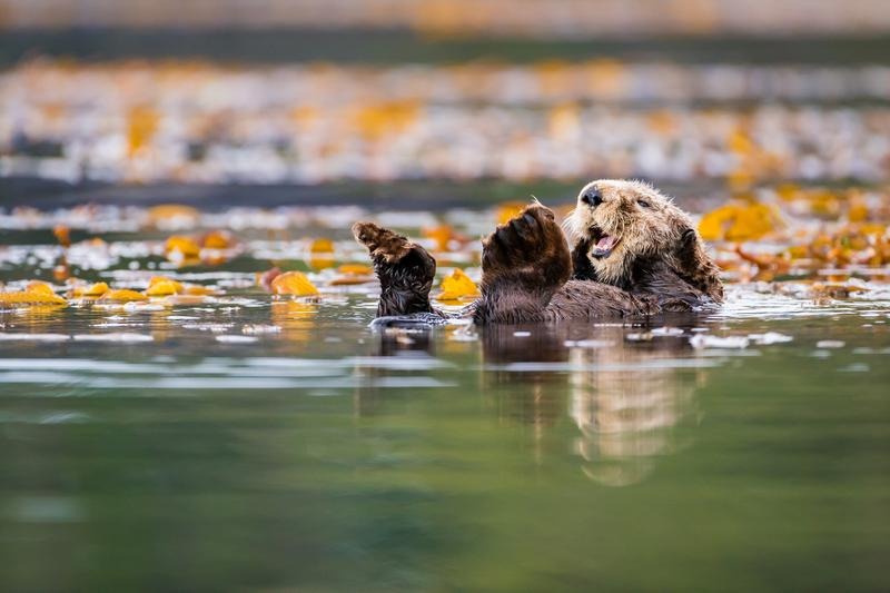A sea otter in the waters off Vancouver Island