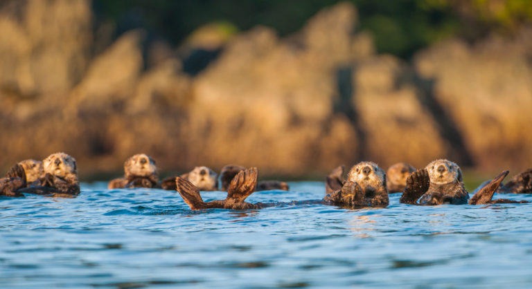 Sea otters off the west coast of Vancouver Island.
