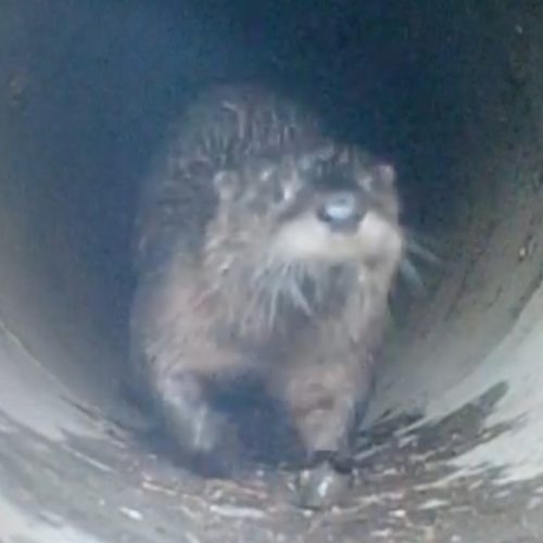 An otter seen on a trail camera as part of an environmental science course at the Yakama Nation Tribal School. With the coronavirus pandemic, students still monitored the area of study near Highway 97 in Toppenish remotely.