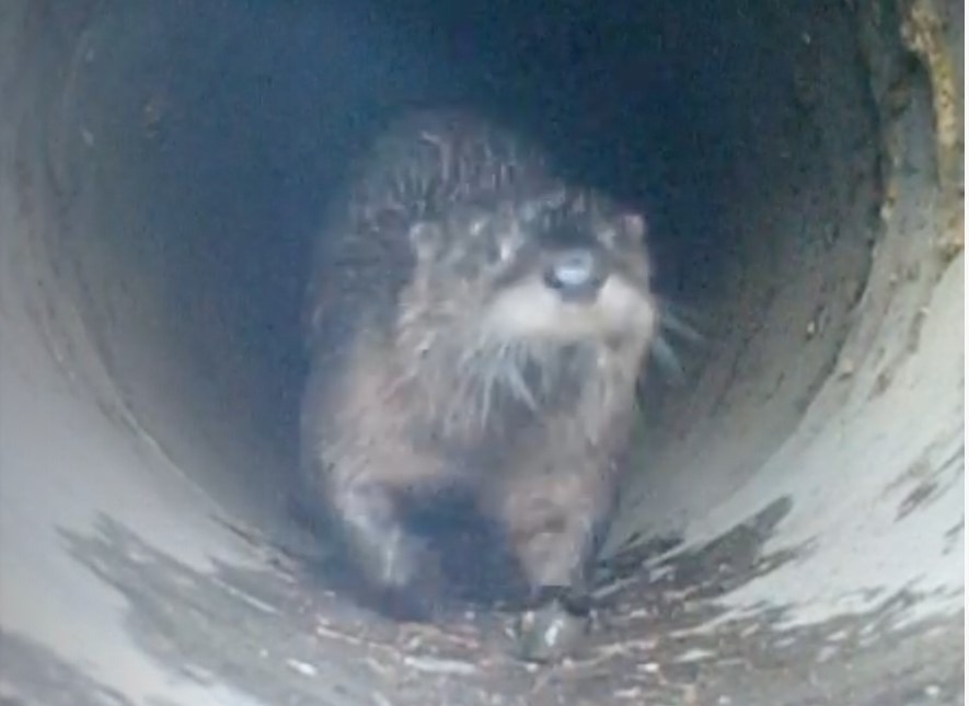 An otter seen on a trail camera as part of an environmental science course at the Yakama Nation Tribal School. With the coronavirus pandemic, students still monitored the area of study near Highway 97 in Toppenish remotely.