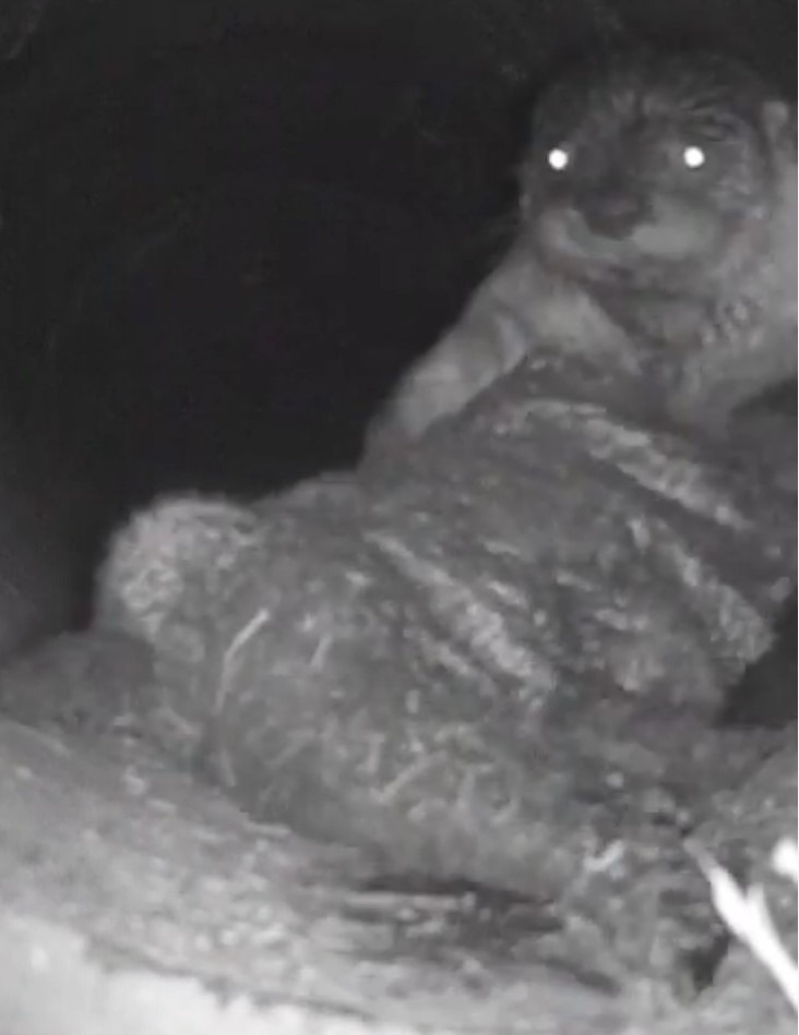 An otter on a trail camera underneath Highway 97 in Toppenish is just one of the animals and creates Yakama Nation Tribal School students monitored.