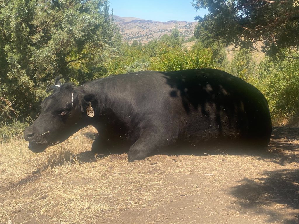 This black cow was found recently outside of Fossil, Oregon, in an unusual position, with her legs tucked under her and her head off the ground. Her tongue and genitals were removed. Courtesy of Wheeler County Sheriff's Office / Deputy Jeremiah Holmes