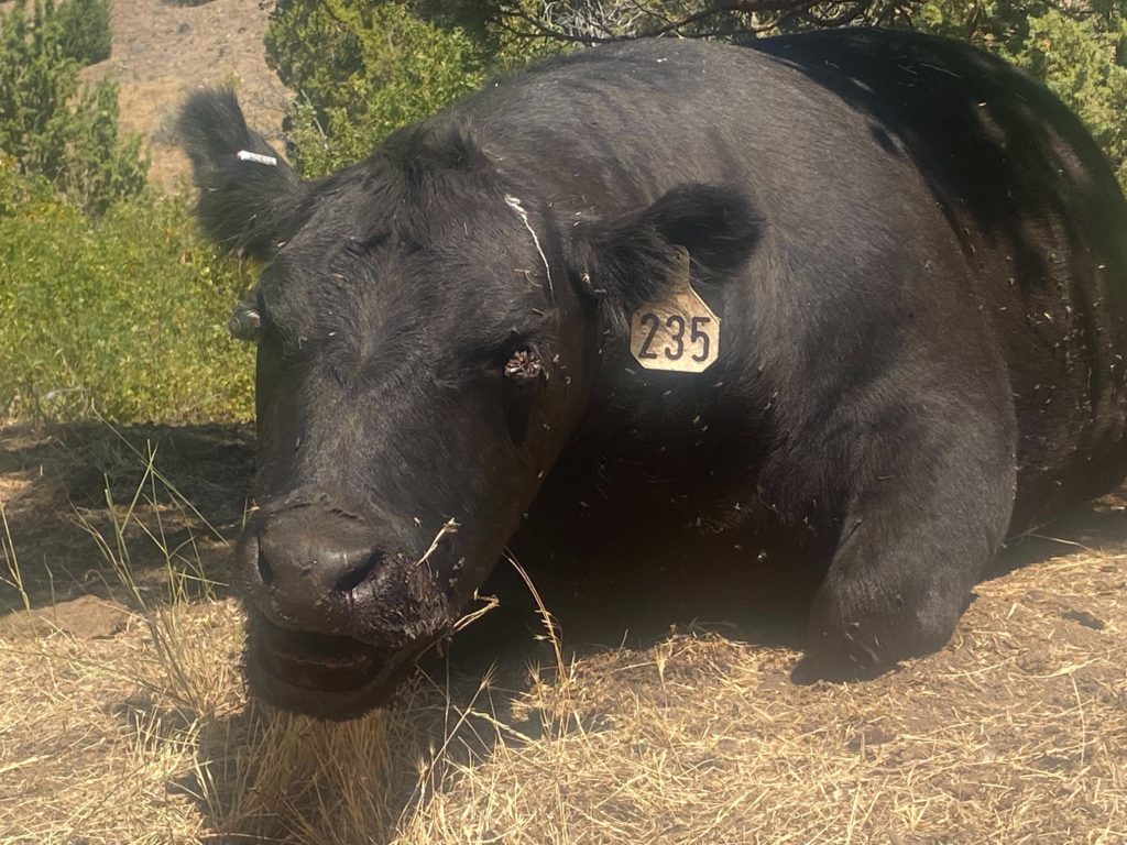 This cow was found near Fossil, Oregon.