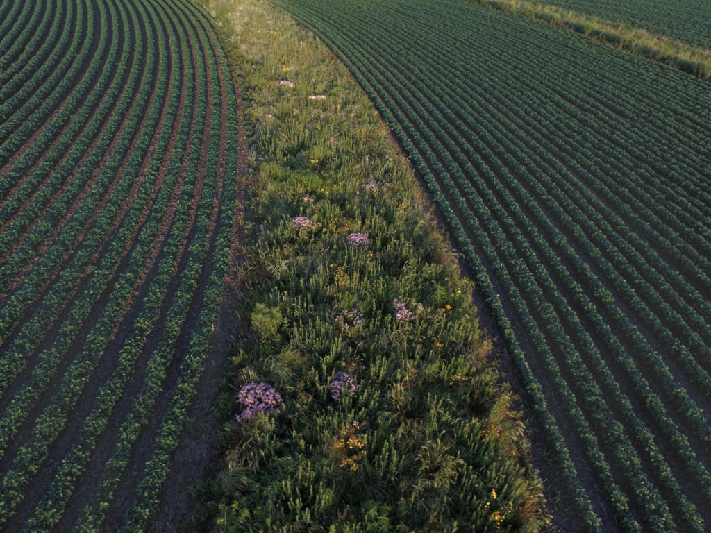 Prairie strips in fields of corn or soybeans can protect the soil and allow wildlife to flourish. This strip was established in a field near Traer, Iowa, in 2015. Omar de Kok-Mercado, Iowa State University