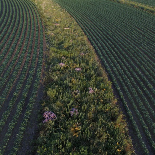 Prairie strips in fields of corn or soybeans can protect the soil and allow wildlife to flourish. This strip was established in a field near Traer, Iowa, in 2015. Omar de Kok-Mercado, Iowa State University