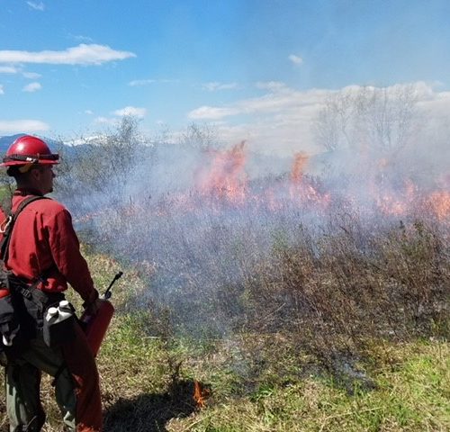 A member of a Washington Department of Corrections fire crew assisting on a previous controlled burn. Courtesy of Washington DOC