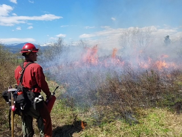 A member of a Washington Department of Corrections fire crew assisting on a previous controlled burn. Courtesy of Washington DOC