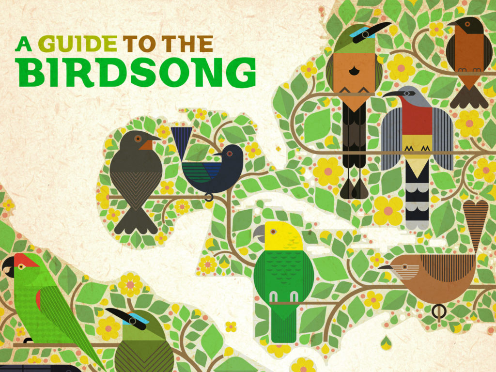 Ten artists from Mexico, Central America and the Caribbean recorded tracks using birdsong from their country, with all profits of the vinyl and digital release going to bird conservation projects. Courtesy of the artist