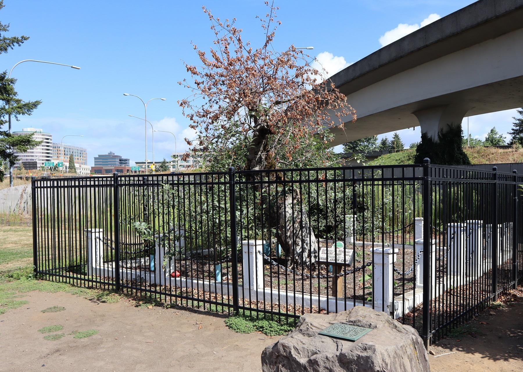 The historic Old Apple Tree in Vancouver, Washington, died this summer at age 194. CREDIT: Tom Banse/N3