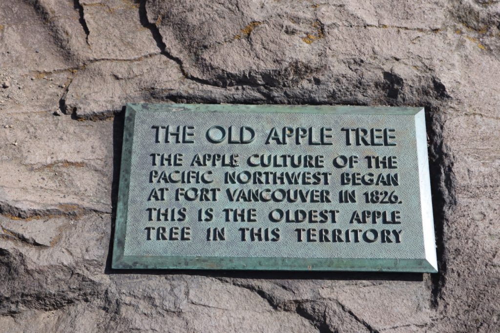 The long-standing plaque at the foot of the Old Apple Tree testifies to how the community recognized the significance of the tree early on. CREDIT: Tom Banse/N3