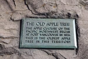 The long-standing plaque at the foot of the Old Apple Tree testifies to how the community recognized the significance of the tree early on. CREDIT: Tom Banse/N3