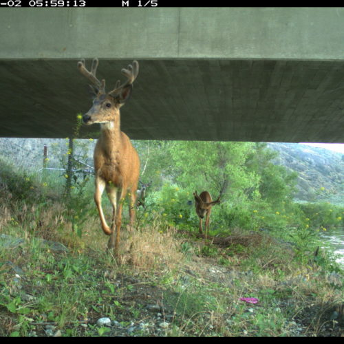 Three bucks pass under the Janis Bridge underpass near Tonasket, Washington. The underpass is part of the first mile of a project to help deer travel safely and not run into cars on U.S. Highway 97, which sees more than 350 deer collisions each year in the short stretch between Tonasket and Riverside. Courtesy of Conservation Northwest