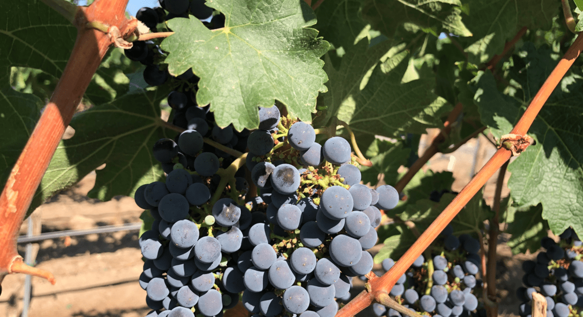 Cabernet sauvignon hangs on Red Mountain, almost ready to pick. Many wine grape growers worry there are too many grapes this year for the market.