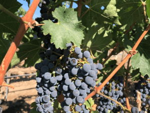 Cabernet sauvignon hangs on Red Mountain, almost ready to pick. Many wine grape growers worry there are too many grapes this year for the market.