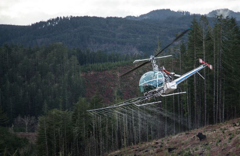 A helicopter sprays water over a recently logged slope owned by Starker Forests, near Philomath, Oregon, during a demonstration in 2015. CREDIT: Alan Sylvestre/OPB