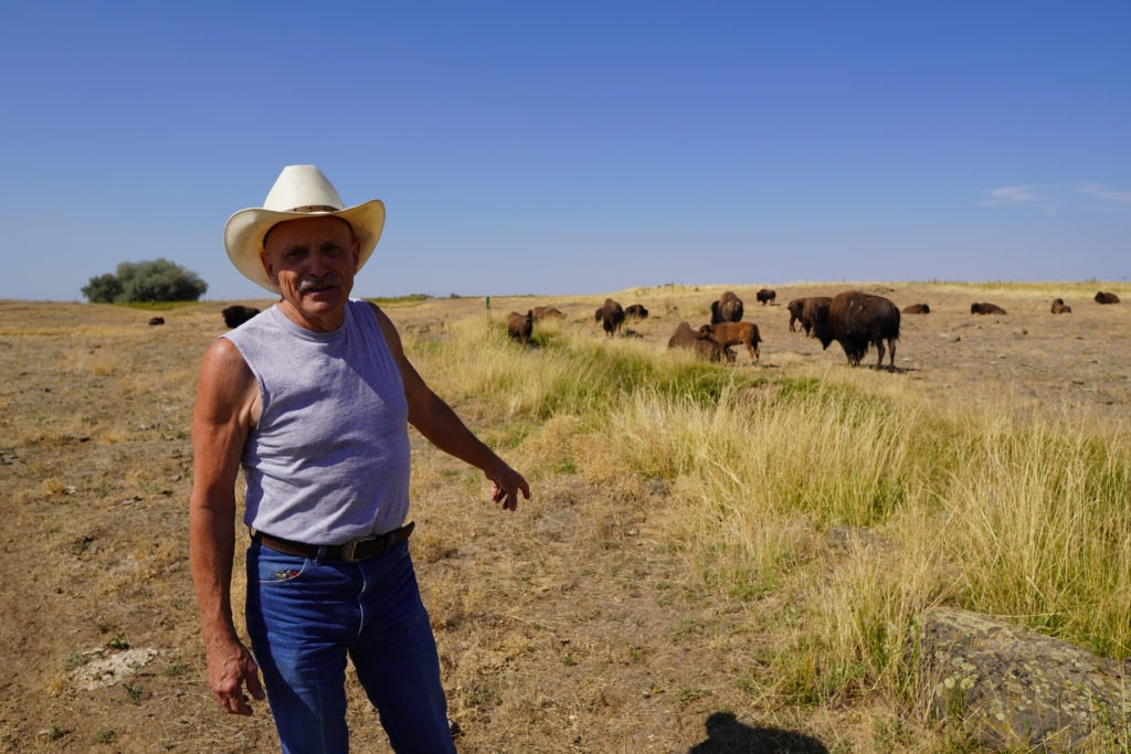 Washington state Rep. Tom Dent, R-Moses Lake, gives a tour of his Flying T ranch, where he raises buffalo. Dent is running for reelection for a fourth term in the largely agricultural 13th Legislative District. CREDIT: Enrique Pérez de la Rosa/NWPB