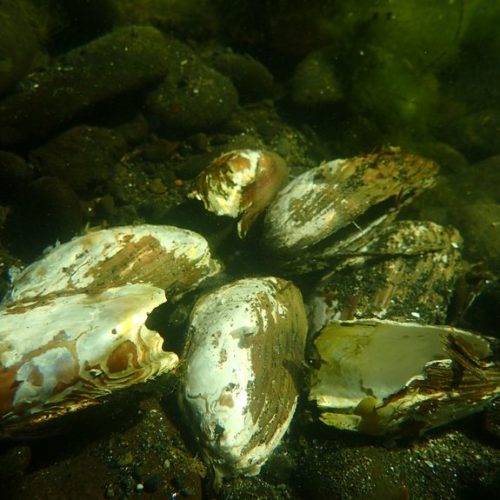 Empty western ridged mussel shells from a recent die off found in John Day River in eastern Oregon in August 2020. CREDIT: Teal Waterstrat