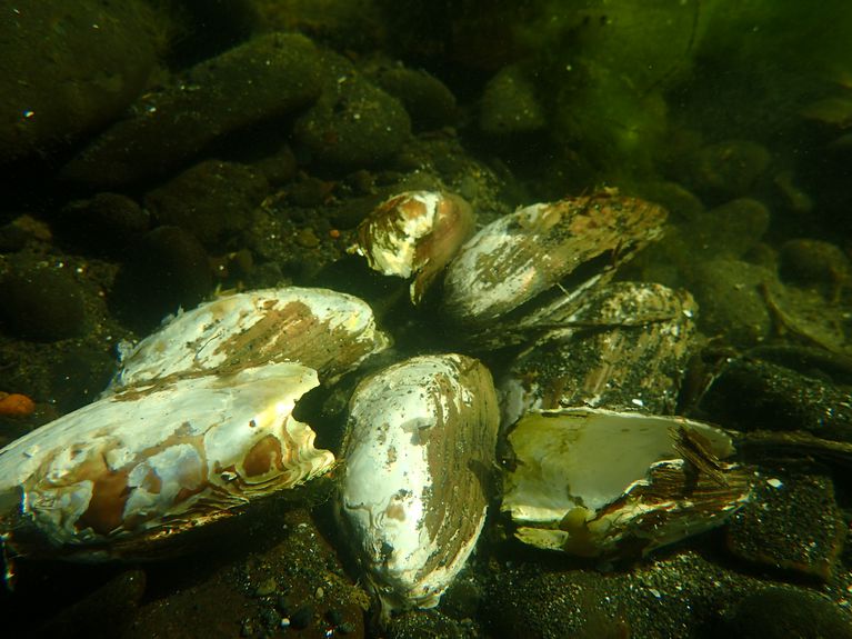 Empty western ridged mussel shells from a recent die off found in John Day River in eastern Oregon in August 2020. CREDIT: Teal Waterstrat