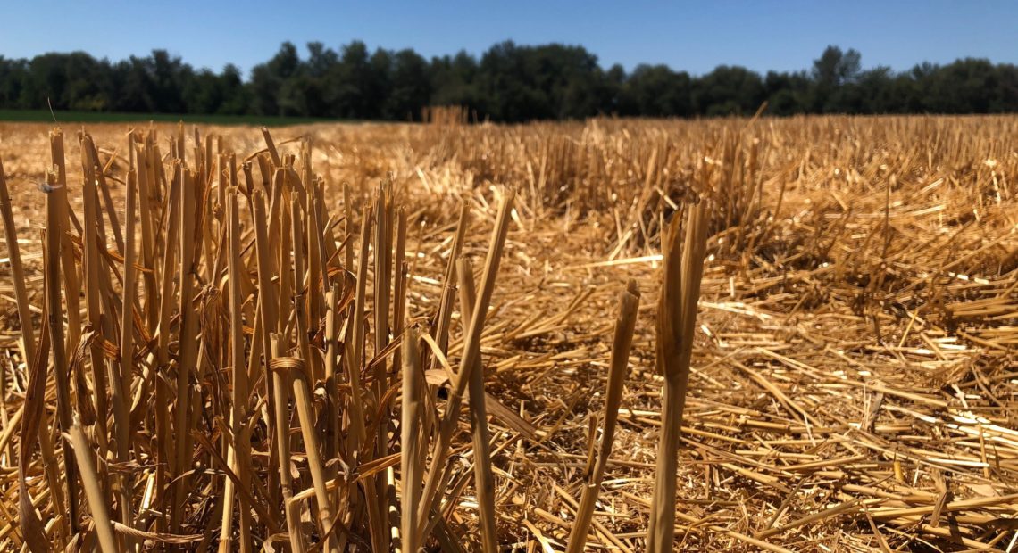 Golden wheat got a recent crew cut outside of Walla Walla, Washington. Experts say the 2020 Washington and Oregon crops look about average, saved by late-spring rains.