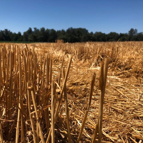 Golden wheat got a recent crew cut outside of Walla Walla, Washington. Experts say the 2020 Washington and Oregon crops look about average, saved by late-spring rains.