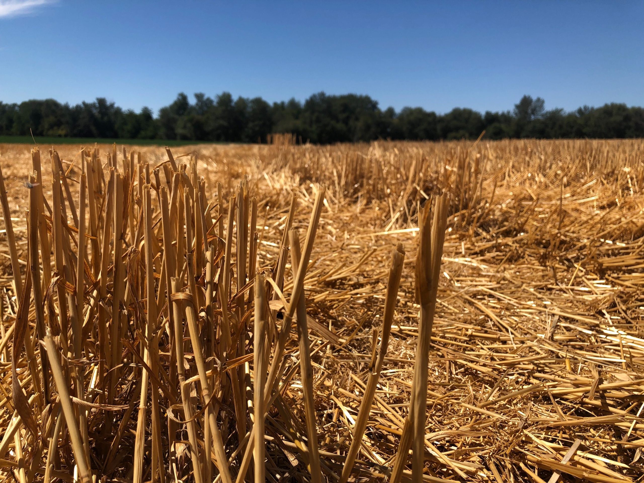 Golden wheat got a recent crew cut outside of Walla Walla, Washington. Experts say the 2020 Washington and Oregon crops look about average, saved by late-spring rains.