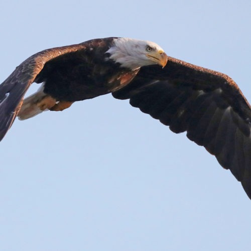 An American bald eagle flies over Mill Pond in Centerport, N.Y., in 2018. The bald eagle is one of the birds protected by the Migratory Bird Treaty Act. Bruce Bennett/Getty Images