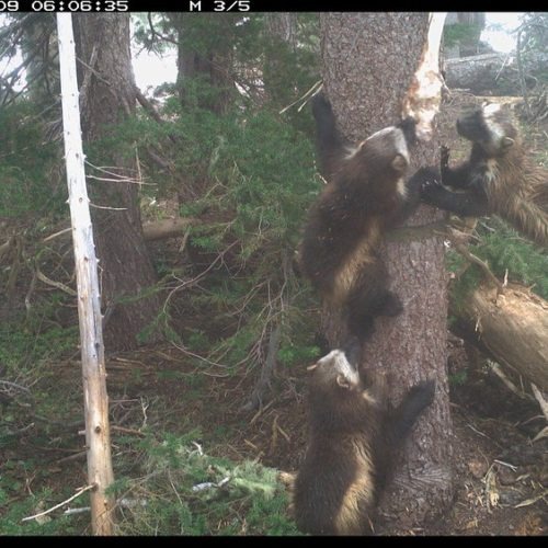 A mother wolverine and her kits were successfully captured on webcams in Mount Rainier National Park this spring and summer. Hikers in the park confirmed a sighted of their own in August 2020. CREDIT: National Park Service via Flickr