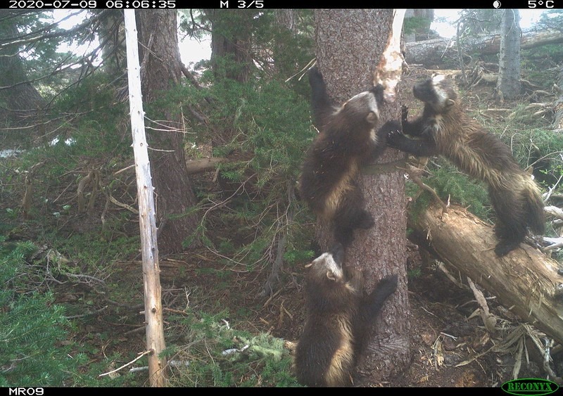 A mother wolverine and her kits were successfully captured on webcams in Mount Rainier National Park this spring and summer. Hikers in the park confirmed a sighted of their own in August 2020. CREDIT: National Park Service via Flickr