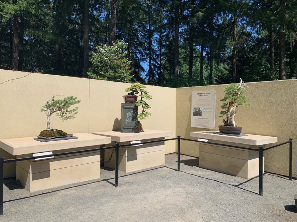 Bonsai trained by WWII conscientious objector Mas Imazumi on display in the World War Bonsai: Remembrance and Resilience exhibition.