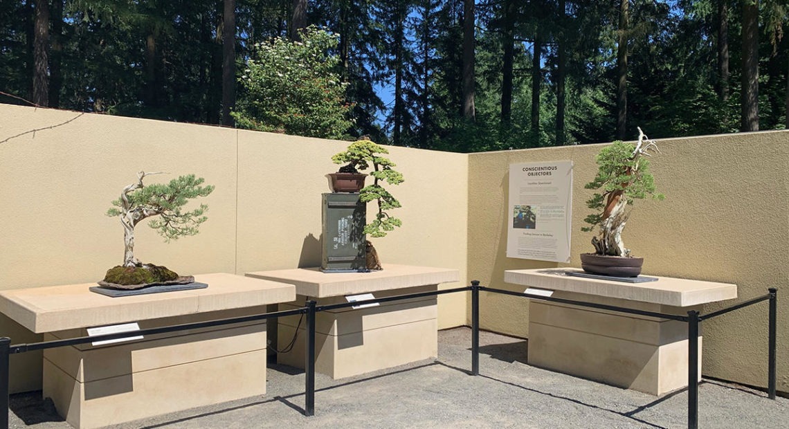 Bonsai trained by WWII conscientious objector Mas Imazumi on display in the World War Bonsai: Remembrance and Resilience exhibition.