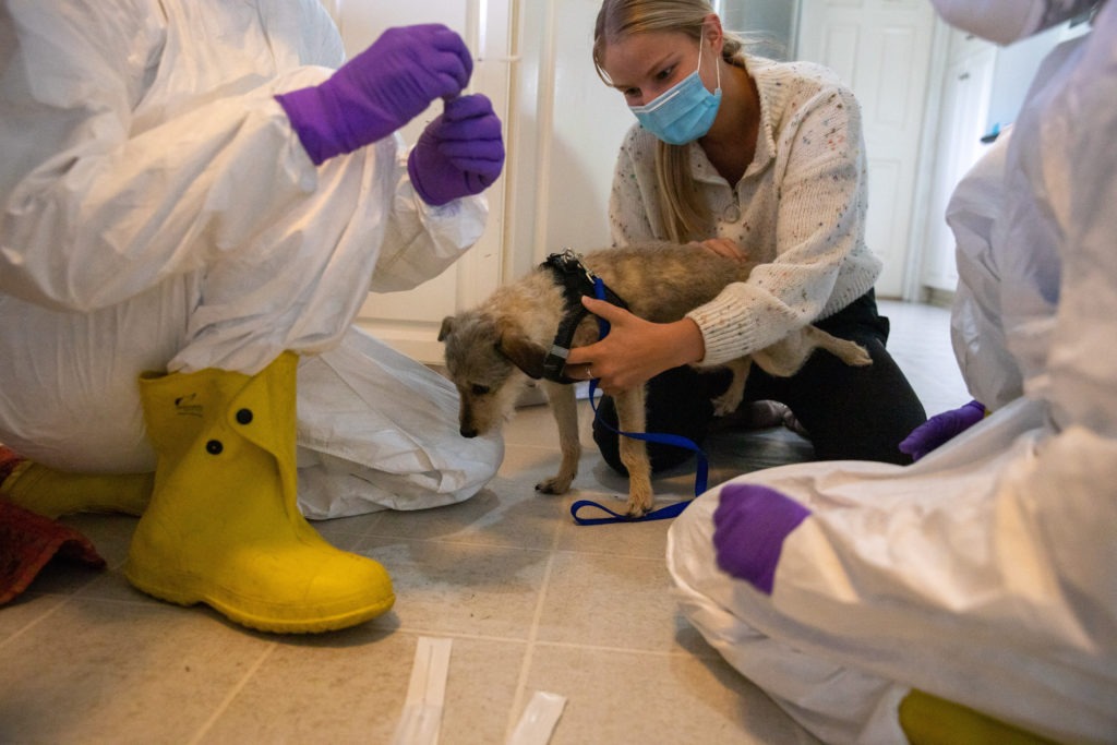 A small dog gets reassurance from his owner following his nasal swab collection for COVID-19 testing as part of a study in Seattle by Washington State University and the University of Washington. Courtesy of Gemina Garland-Lewis