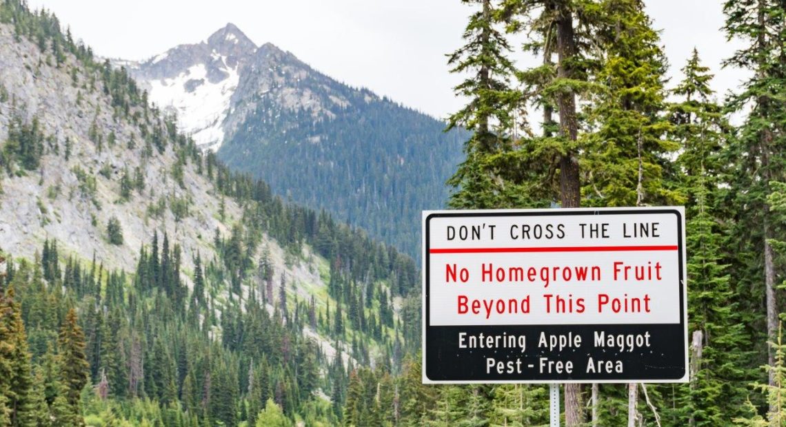 Signs along highways throughout Washington mark where apple maggot quarantine areas begin. It is illegal to transport home-grown tree fruit into these areas, largely from western Washington into the state's apple-growing eastern counties. CREDIT: Washington Dept. of Agriculture