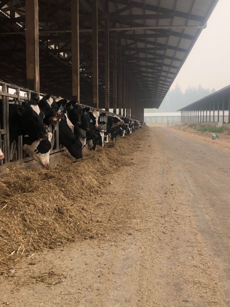 Brandon Hazenberg's farm is inundated with smoke and surrounded by fires, but the cows can't be evacuated.