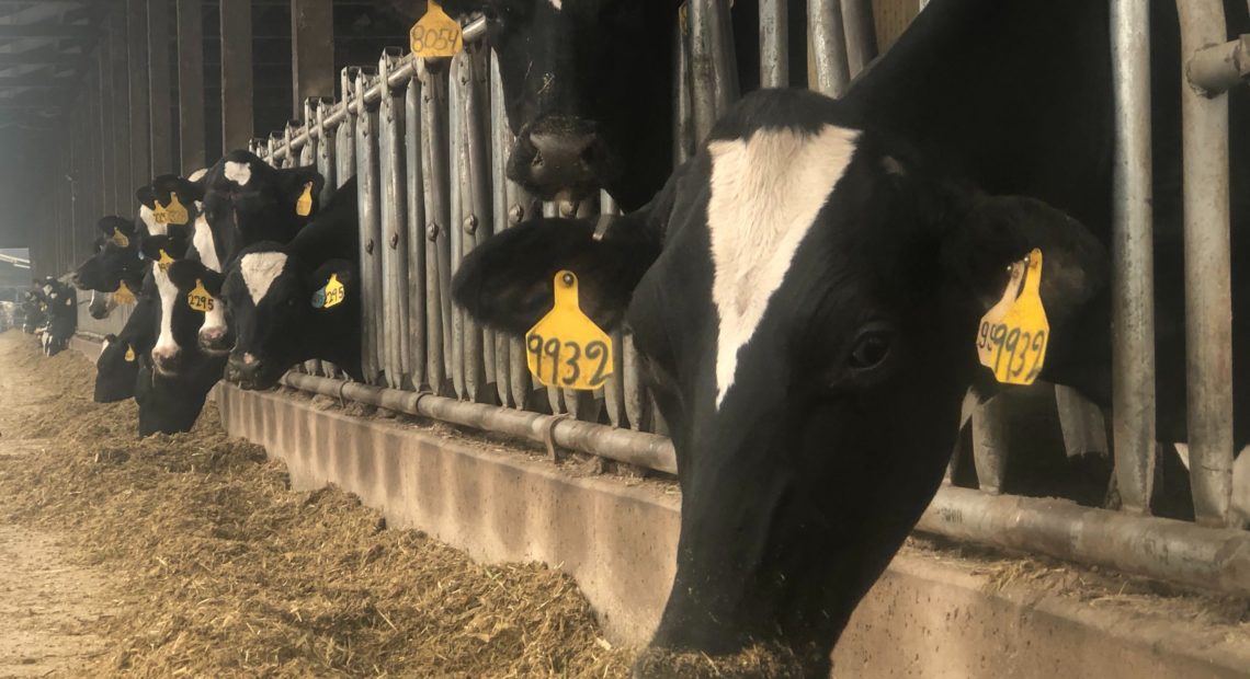 With widespread wildfires across the Northwest, dairy farmers have to make the difficult decision to move hundreds of cattle to safer ground or stay put.