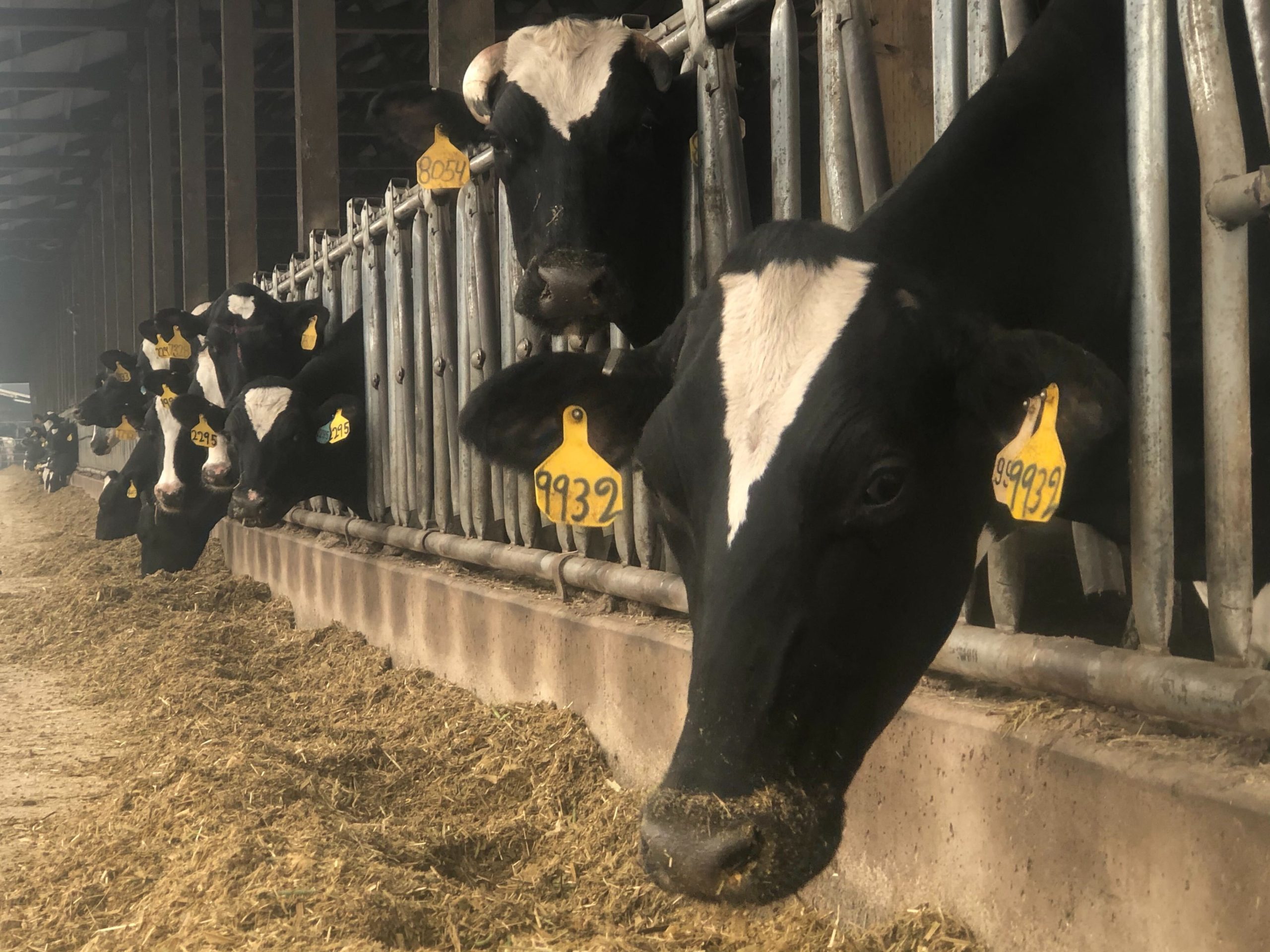 With widespread wildfires across the Northwest, dairy farmers have to make the difficult decision to move hundreds of cattle to safer ground or stay put.