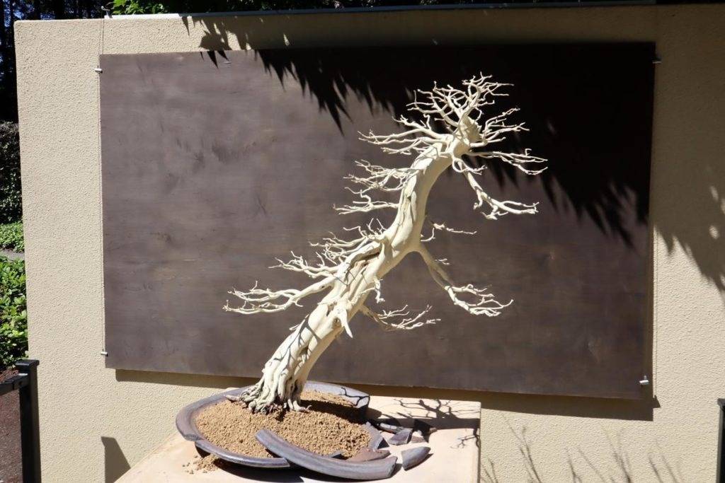 Artistic and evocative even when dead, an Eastern White Cedar opens the World War Bonsai exhibition.