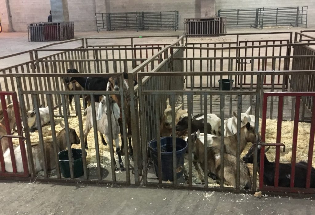 Livestock and pets, including goats, are taking refuge at the Oregon State Fairgrounds in Salem, Ore., from widespread wildfires this week. The fires began largely on Labor Day and have since spread fast across the region.