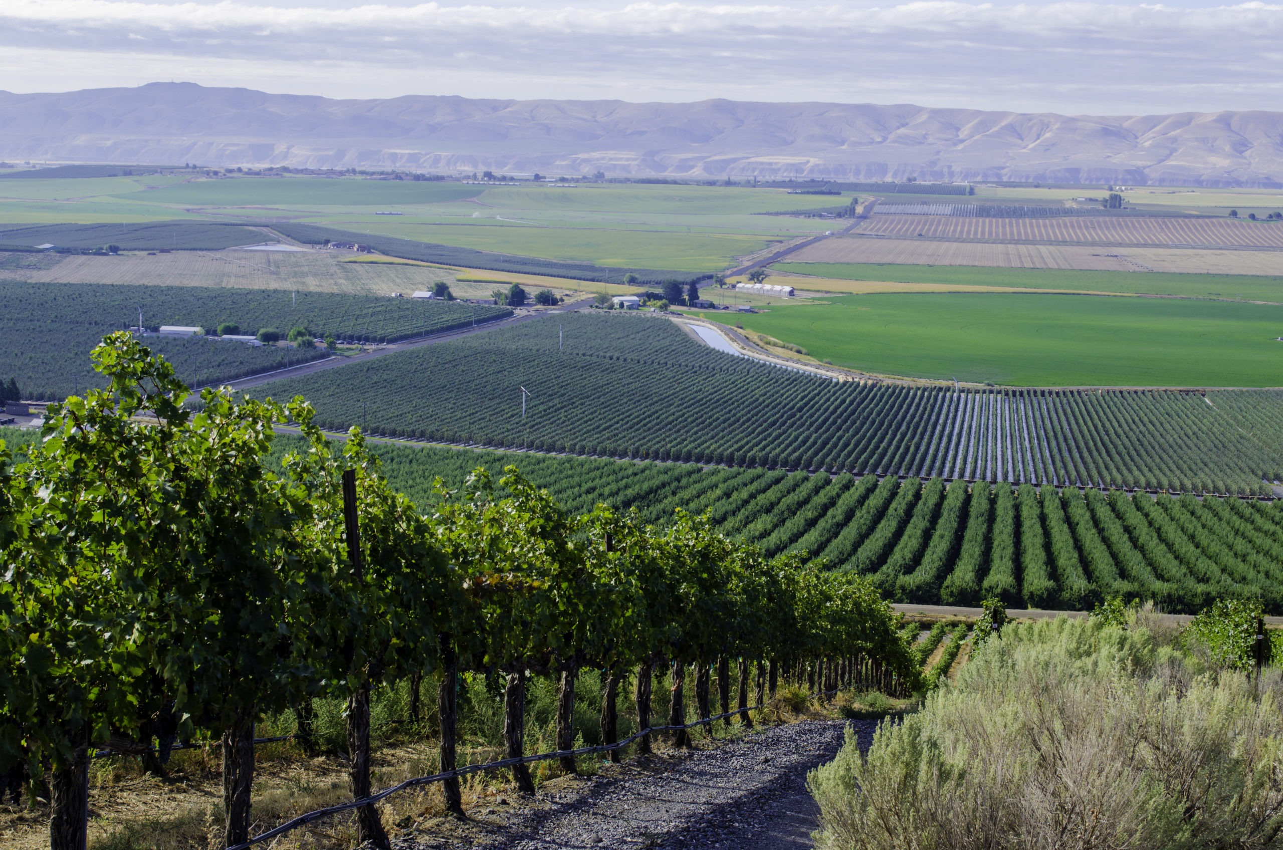The new Royal Slope American Viticultural Area is around 156,000 acres, north of the Tri-Cities