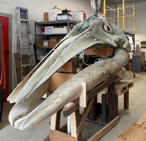 The skull of a gray whale that washed ashore in Puget Sound in 2019 will soon find its final resting place in a Jefferson County back yard. CREDIT: Mario Rivera