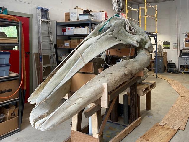 The skull of a gray whale that washed ashore in Puget Sound in 2019 will soon find its final resting place in a Jefferson County back yard. CREDIT: Mario Rivera