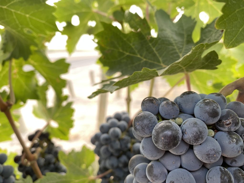 Valuable wine grapes hang ready to pick in the recent heavy smoke on Red Mountain, near Richland, Washington. CREDIT: Anna King/N3