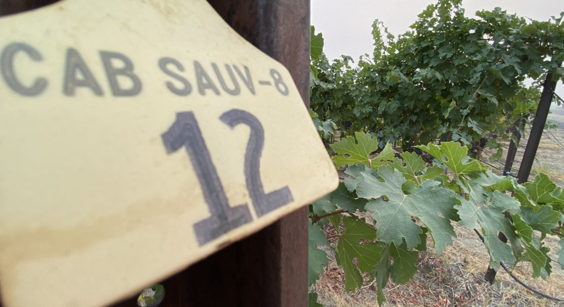 Recent wildfires and associated smoke that innundated the Northwest in September means grape growers and winemakers are scrambling to test for smoke taint. CREDIT: Anna King/N3