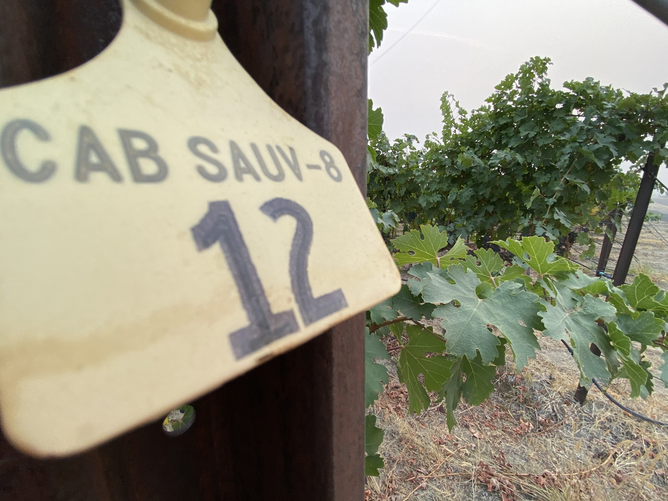 Recent wildfires and associated smoke that innundated the Northwest in September means grape growers and winemakers are scrambling to test for smoke taint. CREDIT: Anna King/N3